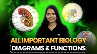 All Important Biology Diagrams amp Functions for CBSE Class 10  Kajal Mam [upl. by Stonwin]