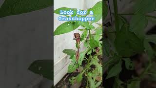 wildlife grasshopper grasshoppers nature insects creepy hopper photography adventure fyp [upl. by Forbes]