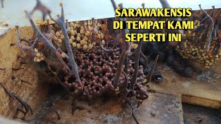 SARAWAKENSIS BEGINI KONDISINYA SEKARANG [upl. by Nylime]