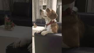 Dhire dhire machalmaxexciteddogviralvideos [upl. by Eilrebma]