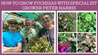 How to grow Fuchsias with specialist grower Peter Harris of White House Nursery [upl. by Yemrots424]