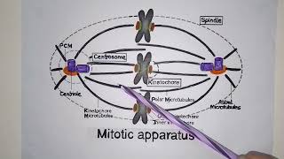 mitotic apparatus  spindle apparatus  meiotic spindle apparatus  mitotic spindle apparatus [upl. by Tinaret]