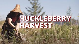 Picking Huckleberries with the Muckleshoot Tribe [upl. by Isoais686]