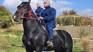 БАЙ БАЙ ОТНИ КУРИНГ 174cm POLSHA OT SOTILADI Mus TvUloqchiotlarOtbozorUloqkopkari2024 [upl. by Droffig]