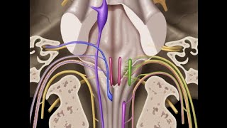 Cranial nerves IX X XI amp XII [upl. by Daub915]