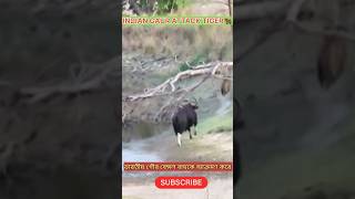 INDAIAN GAUR CHASING THE TIGER🐅ইন্ডিয়ান গৌর বাঘকে তাড়া করছেshorts trending viralvideo [upl. by Caesaria]