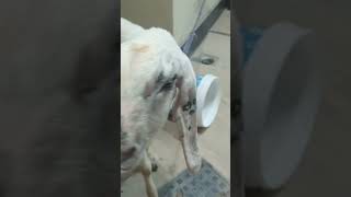 bakra badobadi viral song ytshorts comedy funny [upl. by Anom298]