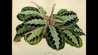 All The Varieties of Prayer Plant Maranta leuconeura [upl. by Ahcim]