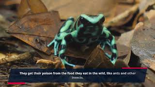 Five Unique Facts Of Dart Frogs [upl. by Narda354]