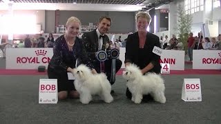 European Dog Show 2016 Bolognese 4 [upl. by Mayberry196]