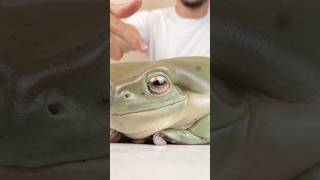 The worlds largest frog frog eyes explain short shorts shortfeed shortsfeed frog frogs [upl. by Isolda786]