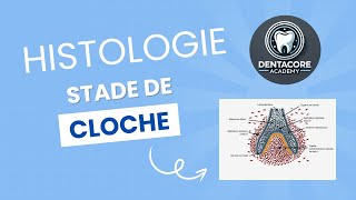 Stade de Cloche  Histologie ✨ [upl. by Etnod]