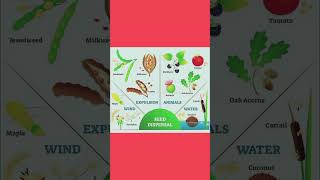 Seed Dispersal seeds seedscience plants botany shortsvideo shortsviral shorts shortsfeed [upl. by Lesh]