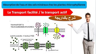 Diffusion facilité et transport actif svt 1BAC SC EX option français [upl. by Starlene]