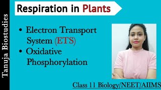 Respiration in Plants  ETS and Oxidative Phosphorylation ATP SynthesisClass 11 BiologyNEETAIIMS [upl. by Stilwell422]