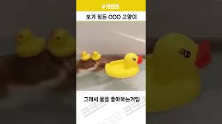 보기 힘든 ooo고양이 32 크크크 유머 고양이 [upl. by Chui77]