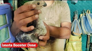 Lasota Vaccination Booster Dose In Parrot Beak Aseel Chicks [upl. by Euginomod]