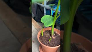 My Alocasia in greenhouse alocasia taroleaves [upl. by Niwled939]