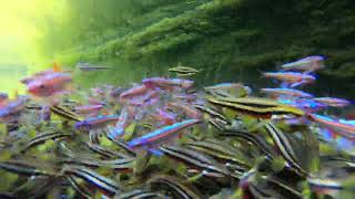 Rotbauchelritze Chrosomus erythrogaster amp Regenbogenelritze Notropis chrosomus laichen spawning [upl. by Ennaxxor]