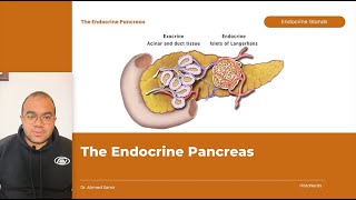 The Endocrine Pancreas [upl. by Healey762]