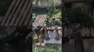 Panda Charged Zookeeperwomen youtubeshorts youtube youtubevideo youtuber  animals funny [upl. by Trebornhoj73]