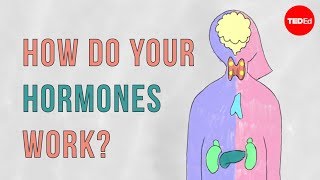 How do your hormones work  Emma Bryce [upl. by Ativak]