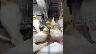 Cockatiel bird price update Kolkata galiff Street Pet Market Kolkata Goria bird pakhi haat [upl. by Svirad]