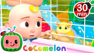 Clean Up Jellybean the Hamsters Cage Song  CoComelon Animal Time  Learning with Animals [upl. by Lothair]