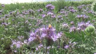 Phacelia plants with bees [upl. by Loralyn]