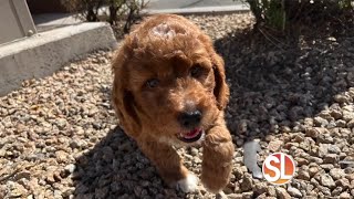 Wish Wednesday Puppy Love from MakeAWish Arizona [upl. by Mehta]