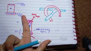 Septum Formation in Truncus Arteriosus and conus cordis l Development of vessels amp Semilunar valves [upl. by Ninetta]