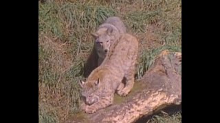 Bobcat vs Coyotes  Bobcat is the winner [upl. by Nigel582]