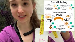 Radiolabeling nucleic acids  the how amp why of radiolabeling DNA amp RNA wemphasis on 5 end labeling [upl. by Suoilenroc118]