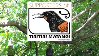 Why Is Tiritiri Matangi So Special [upl. by Elwin]