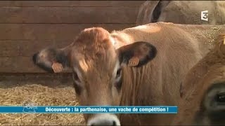 La Parthenaise une vache de compétition [upl. by Avik75]