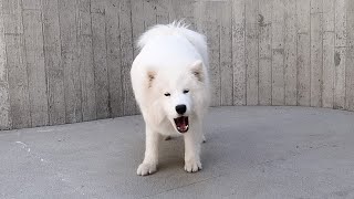 Samoyed Barking and Howling Compilation [upl. by Nuawed]