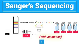 Sanger sequencing with animation [upl. by Louie]