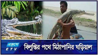 বিরল প্রজাতির মিঠাপানির শান্ত প্রকৃতির ঘড়িয়াল  ETV Lifestyle [upl. by Eelarat]