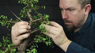 Bonsai Wiring Tricks for Portulacaria afra [upl. by Farkas]