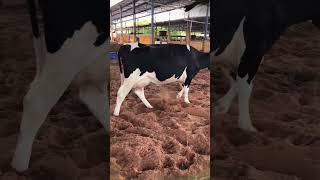 🔴  DAIRY COWS  HOLSTEIN Cattle ✅ Biggest Bulls And Cow [upl. by Fausta]