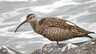 regenwulp  Numenius phaeopus  Whimbrel [upl. by Yelahs]