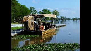 Born On The Bayou  Creedence Clearwater Revival  Lyrics [upl. by Kahn830]