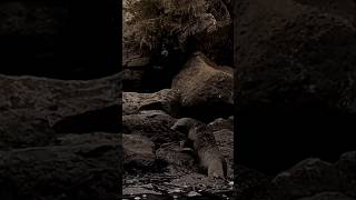 🇪🇨 Adorable bébé otarie se prélassant au bord de leau aux Galápagos 🦭🌊 [upl. by Ocirne]