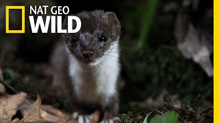 This Weasel Is an Insatiable Serial Killer  Nat Geo Wild [upl. by Atsylac]