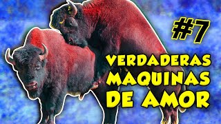 así HACEN EL AMOR estas especies animales 7 [upl. by Ohl]