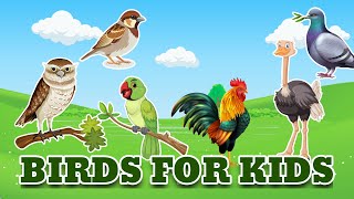 Birds Name 20 birds name birds name with spelling pictures nurseryrhymes birdsname [upl. by Melba]