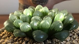 Best Low Light Houseplants amp How to Grow Them [upl. by Nagaek]