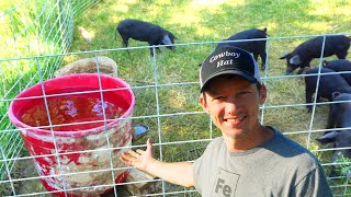 How To Make A Simple Automatic Pig Waterer [upl. by Ern354]