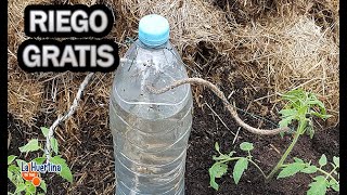 RIEGO por goteo CASERO más BARATO y rápido de hacer Con Una Botella  La Huertina De Toni [upl. by Essined780]