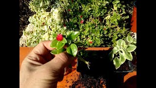 How to grow Baby Sunrose  Aptenia cordifolia from cutting [upl. by Ettebab]